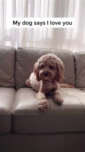 25K views · 720 reactions | CANT BELIEVE SHE SAID IT BACK!!  #talkingdog #dogsoftiktok | Luna Cockapoo | Facebook