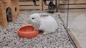 Petit lapin mignon blanc en cage : vidéo de stock (100 % libre de droit) 3963786615 | Shutterstock