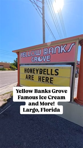The famous Yellow Banks Grove in Largo, going strong since 1951 and still locally owned! You’ll see the nice owner near the end of the video (blue shirt). Fresh citrus market, creamsicle ice cream made w/ pure orange juice, large gift shop with ‘Florida’ items, key lime pie, and more. Yellow Banks Grove is the LAST citrus packing and shipping facility in Pinellas County. Having grown up on an avocado farm (my dad still farms it), I’d certainly love to see them keep their doors open for another 7