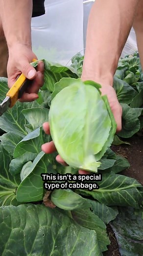 To learn more about how we optimize growing conditions to keep our crops healthy and productive check out my Free Workshop. You can find a link in my bio. #vegetable #garden #homestead #urbangarden #urbanhomestead #gardentok #farmtokkitchen #gardenproject #cabbage