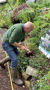 1K views · 39 reactions | Planting MUSCARI COMOSUM the Fluffy Muscari for spring flowers ...they last forever and multiply ! Available on webshop or by calling in to Pergola Nurseries Garden Corner,Virginia,Co Cavan A gardeners oasis of quality plants Open Mon-Sat 9-6 Sun 2-6 | Pergola Nurseries Garden Corner | Facebook