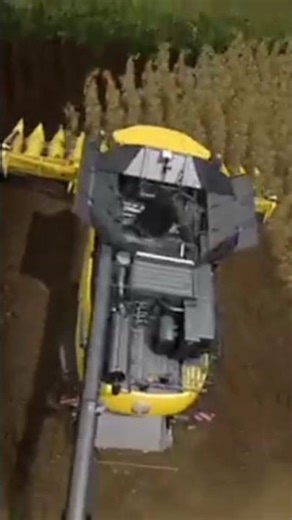 cosechando girasol #fs17 #farming #campo #gaming #ps4