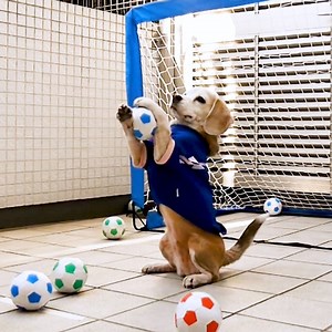 This dog goalie is ready for the big leagues. | Insider Animal Lovers