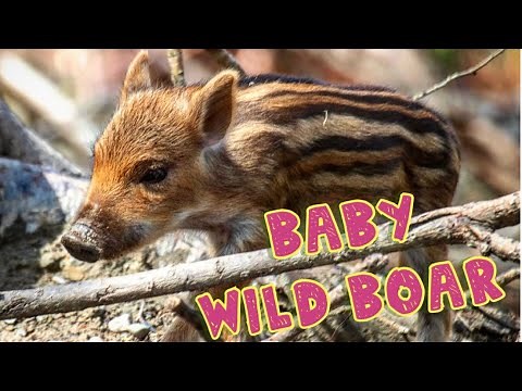 Baby Wild Boar!!!🐷🐷