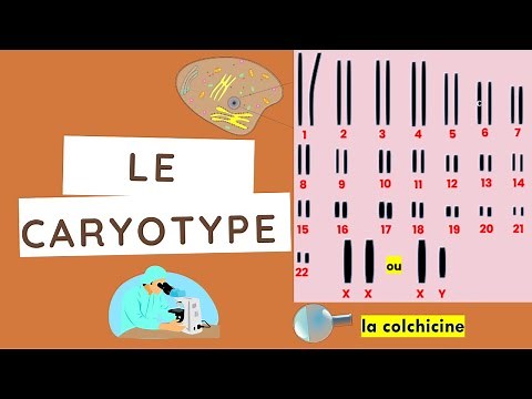 The Karyotype
