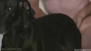Adorable tiny ebony pup gently penetrated by bestiality enthusiast
