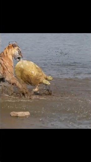 Tiger Attack Turtle And Crocodile By info fact News