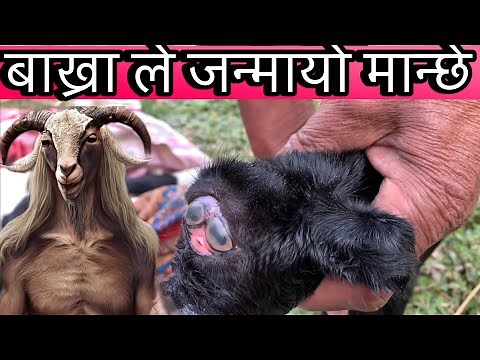 बाख्रा ले जन्मायो मान्छे goat farming,bakhra palan in nepal