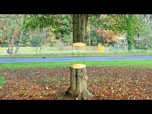 Easy 3D Tree Illusion Art