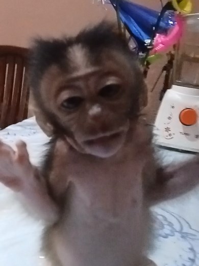Caring for Baby Monkeys: Love and Responsibility