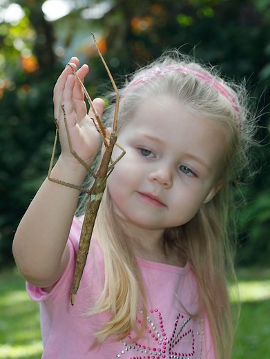 We’re captive breeding Giant Northern Stick Insects at Minibeast Wildlife and it’s a bumper season! Lots of babies growing up big and strong 💪 #CaptiveBreeding #insects #invertebrates #inverts #bugs #minibeasts #australia #pets #insectsofinstagram #insects_of_our_world | Minibeast Wildlife