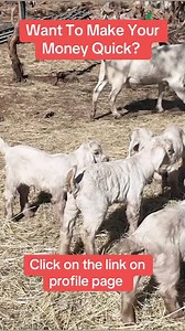 Let me show you how to multiply your investment through goat farming!!! click on this link to register https://linktr.ee/fiakare #farminginafrica #semanhyiafarms #howtostart #goatfarming #ghanatiktok🇬🇭 #nigeriatiktok🇳🇬🇳🇬🇳🇬 #livestock | Farming In Africa