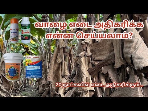 How to gain weight for banana | 20 நாட்களில் எடை அதிகரிக்கும் #agriculture #jumbo #farming #banana