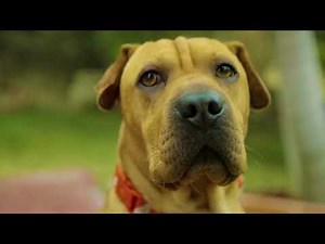 Netherfriends- Your Dog Is A Fuck Boy