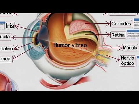 🔵 Partes del OJO HUMANO y sus Funciones ✔️