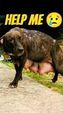 Will someone save it | Dog rescue #china #usa #geography #army #rescuedogs #shelterdog #caninerescue