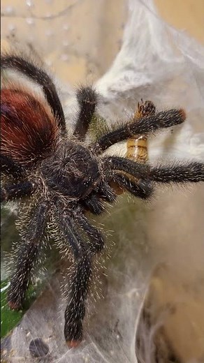 Pink Toe Tarantula (Avicularia avicularia) Antilles Tree Spider Feeding
