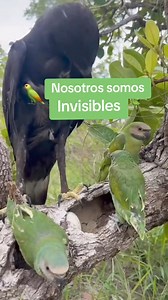 4.3M views · 10K reactions | Jose Castro on Reels | Facebook