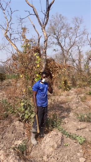 Ratel Farmer Active, you have to be very calculative when harvesting yam to avoid cut #bushman #yam #Ratel #ratelfarmer #RATELMOVEMENT #farmlife #goviral | Douglas Yakubu Focus
