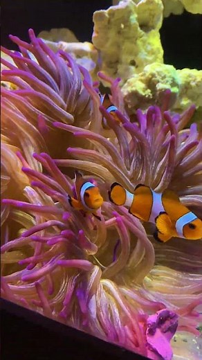 Purple Long Tentacle Anemone Hosting Clownfish | Amazing Reef Symbiosis 🌊💜 🐠 #anemone #clownfish