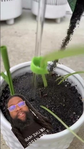 🌱 Effective Pest Management: Your Guide to Controlling Fungus Gnats