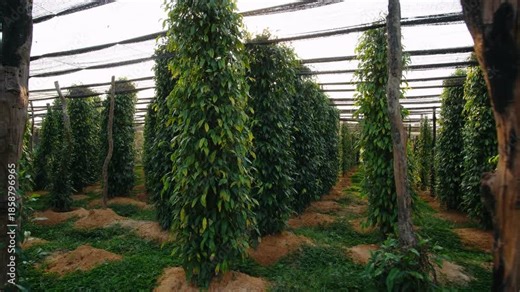 Green pepper plants growing on a farm in kampot, cambodia. The sun shines through the leaves in this agricultural landscape.