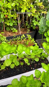 Bayam selepas 2 minggu alih ke dalam pasu. Next video saya share cara saya semai dan alih bayam ke dalam pasu. Ada orang tak alih ke pasu lain. Tapi saya suka alih anak pokok bayam untuk penjarakan. Supaya bayam cepat besar dan saya boleh makan lebih cepat 😂😆 Ruang di rumah saya tak banyak, jadi setiap ruang yang ada sangat berharga. | Hamizah Hanapi