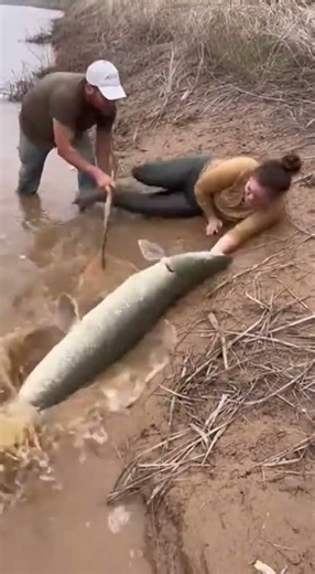 Giant Alligator Gar Drags Woman Down Riverbank