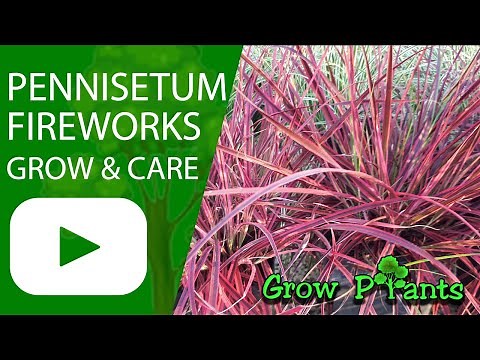 Pennisetum fireworks - grow & care (Fountain grass)