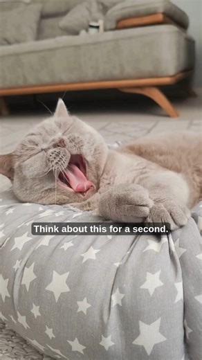 “You’re Tired… So Why Are You Still Awake?”
