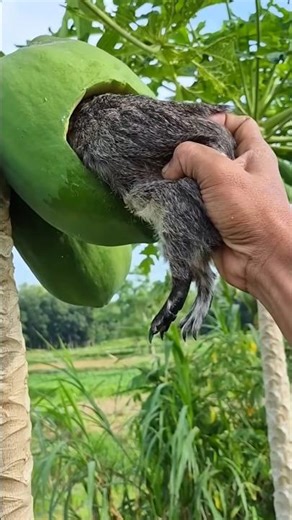 Кролик сидит на арбузе, а человек выходит изнутри 🍉🐰📌 #cute #rabbit #rabitt #radrabbit