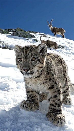 Baby Snow Leopard’s First Hunt! 🐆❄️ #nature #wildlife #viral #animals #mountains #short