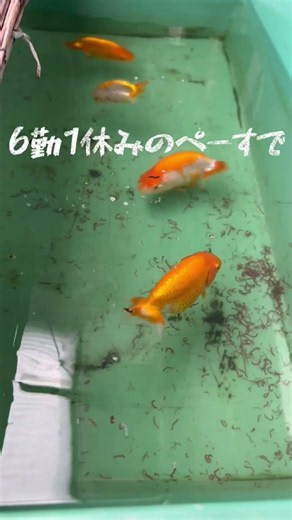 day170ただ大きく仕上げるために後悔なくいきましょう！それの方が観ている人も面白いはず金魚飼育 #金魚 #水槽台 #アクアリウム