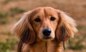 Dog Breeds that Start with G