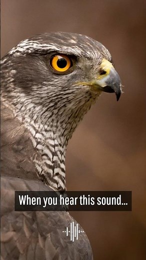The sound of the Eurasian Goshawk #birdphotography #birds #birding #birdwatching #bird