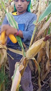 Sayo nasag sanggi mga idol maayong buntag sa tanan #ViralVideo @highlight | Victor Paran