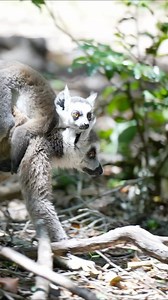 17 reactions | Madagascar, with its diverse landscapes and fascinating wildlife, is a truly unique hidden gem in Africa. Experience Madagascar with us! #Madagascar #Wildlife #IslandAdventure #DiscoverMadagascar #UniqueDestinations #NatureLoversParadise #ExploreAfrica #HiddenGem #ExoticEscape #JenmanSafaris | JENMAN African Safaris | Facebook