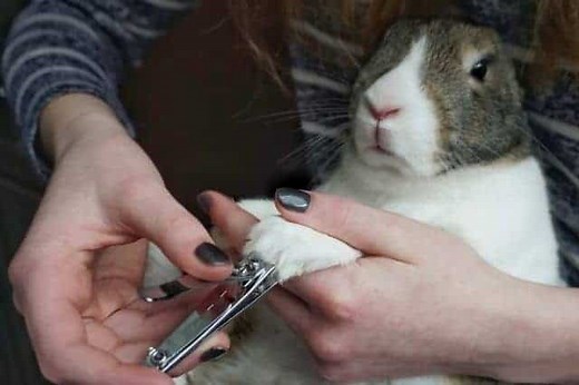 What To Do If Your Rabbit's Nail Is Bleeding? Complete First Aid Guide