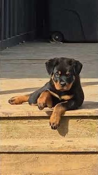 From car to chaos: Rottweiler vet visit #dogs #funny #puppies