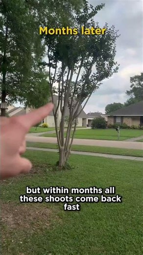 Why Topping Trees Backfires (Crape Myrtle Example)