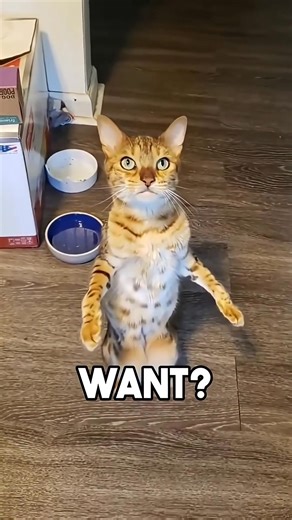 The master of unpredictability 😂 | Cats Videos