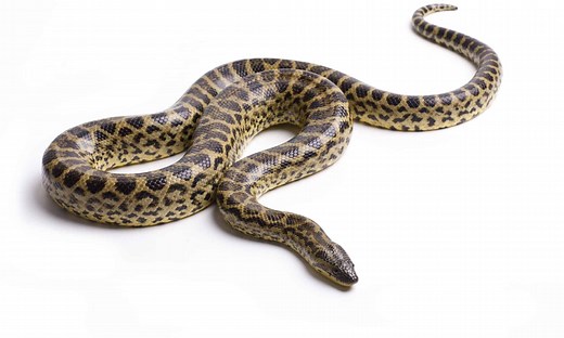 8 Strongest Snakes in the World