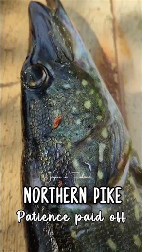 Northern Pike Fish in Finland 🇫🇮🎣