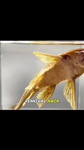 #pleco #voluntary #fyp #invasivespecies | pleco