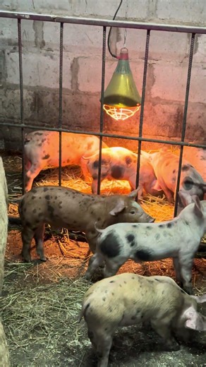 Our evening at the mini farm🐷