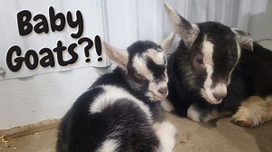4.3K views · 267 reactions | In this video Indigo shows you our newest baby goats Norman and Dayana playing with each other. You can also meet Benjamin, the youngest barn cat we have! | Goat Milk Stuff | Facebook