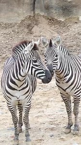 14K views · 247 reactions | Zebras spotted!...or striped?? 煉 Stripes on zebra are as unique to the individual as fingerprints are to humans. When a herd stands together, their combined patterns confuse predators by giving the illusion of being one single, massive animal 勞 | Philadelphia Zoo | Facebook