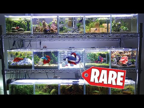 I Bought A RARE BETTA FISH From THAILAND!