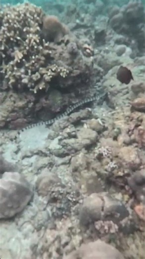 Poisonous Sea Snake footage captured by Insta360 Go Ultra stock lense #insta360goultra