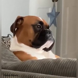 314K views · 11K reactions | When someone keeps telling you the same story over and over again… | Boxer Dog Bonanza | Facebook